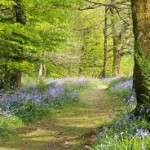 path through woods purple flowers