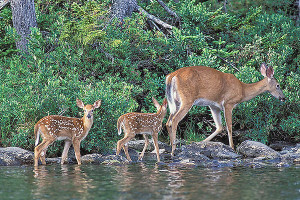 A pair of Red-tail Deer fawns follow behind Mom.